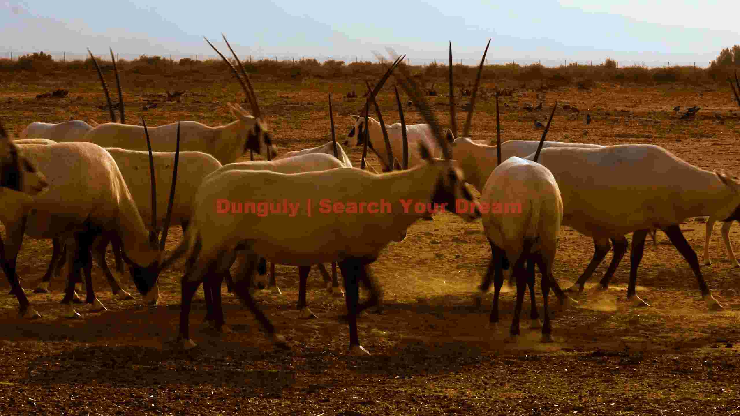 majestic arabian oryx herd in desert majestic arabian oryx herd in desert
