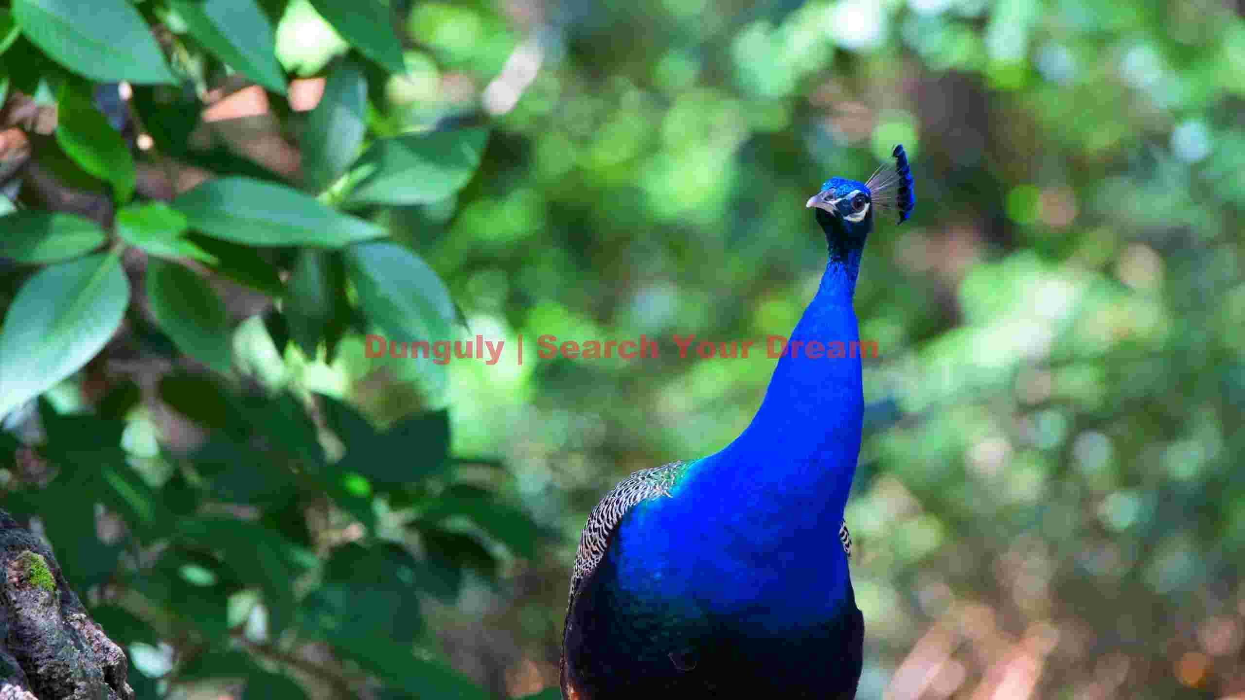 majestic blue peacock in verdant greens majestic blue peacock in verdant greens