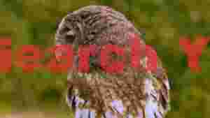 majestic brown owl in profile