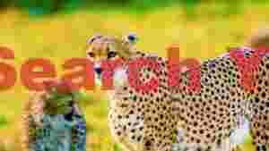 majestic cheetah mother and cub in savannah