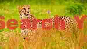 majestic cheetah in golden grassland