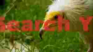 majestic egyptian vulture close up in green habitat