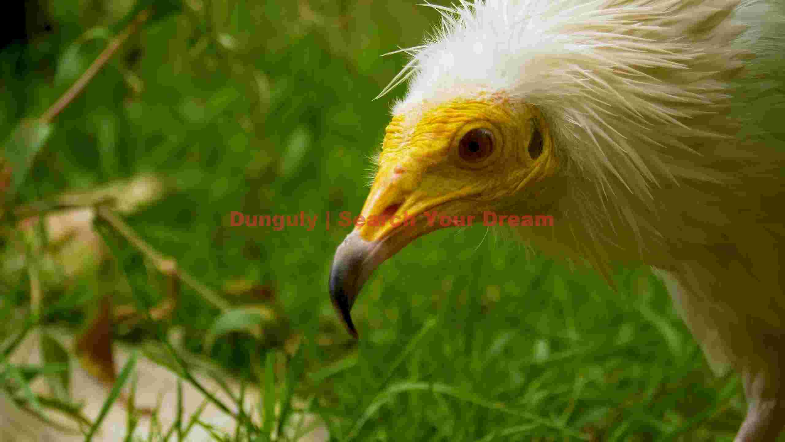 majestic egyptian vulture close up in green habitat majestic egyptian vulture close up in green habitat