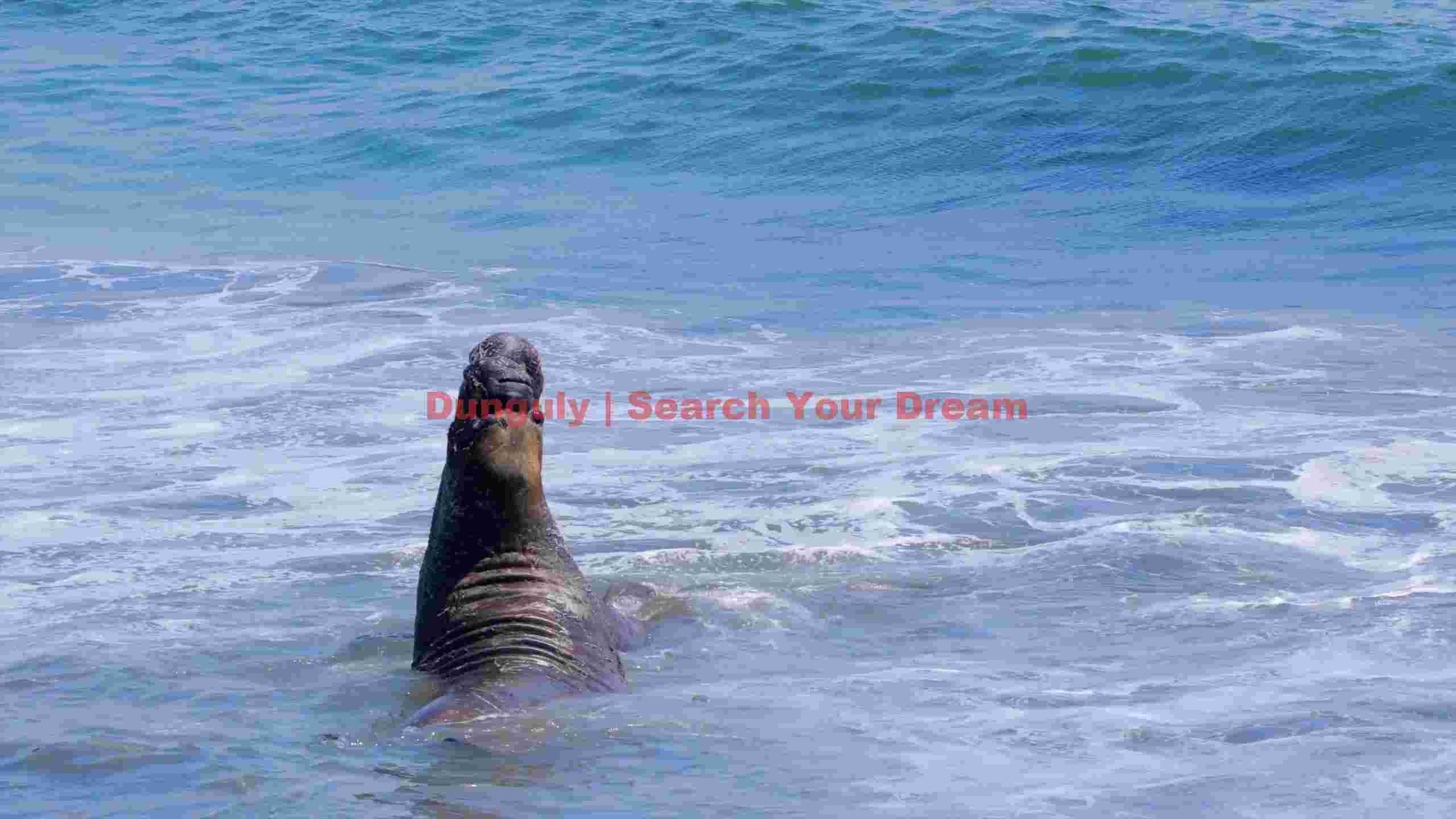 majestic elephant seal in ocean waves majestic elephant seal in ocean waves