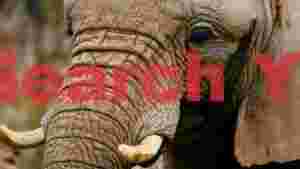 majestic elephants gaze