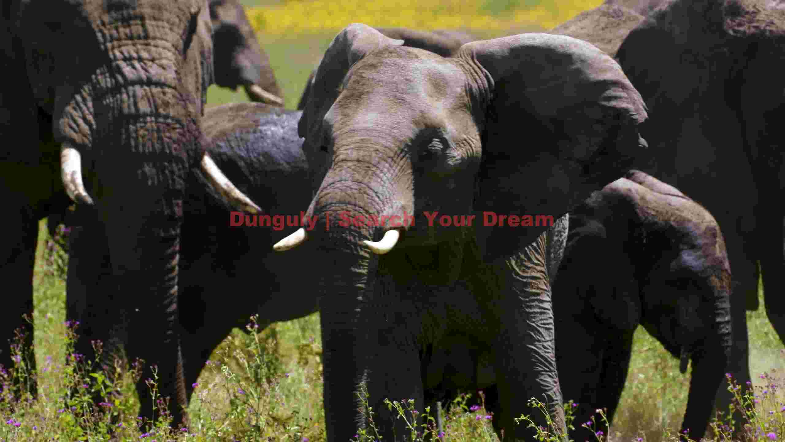 majestic elephants in a golden meadow majestic elephants in a golden meadow