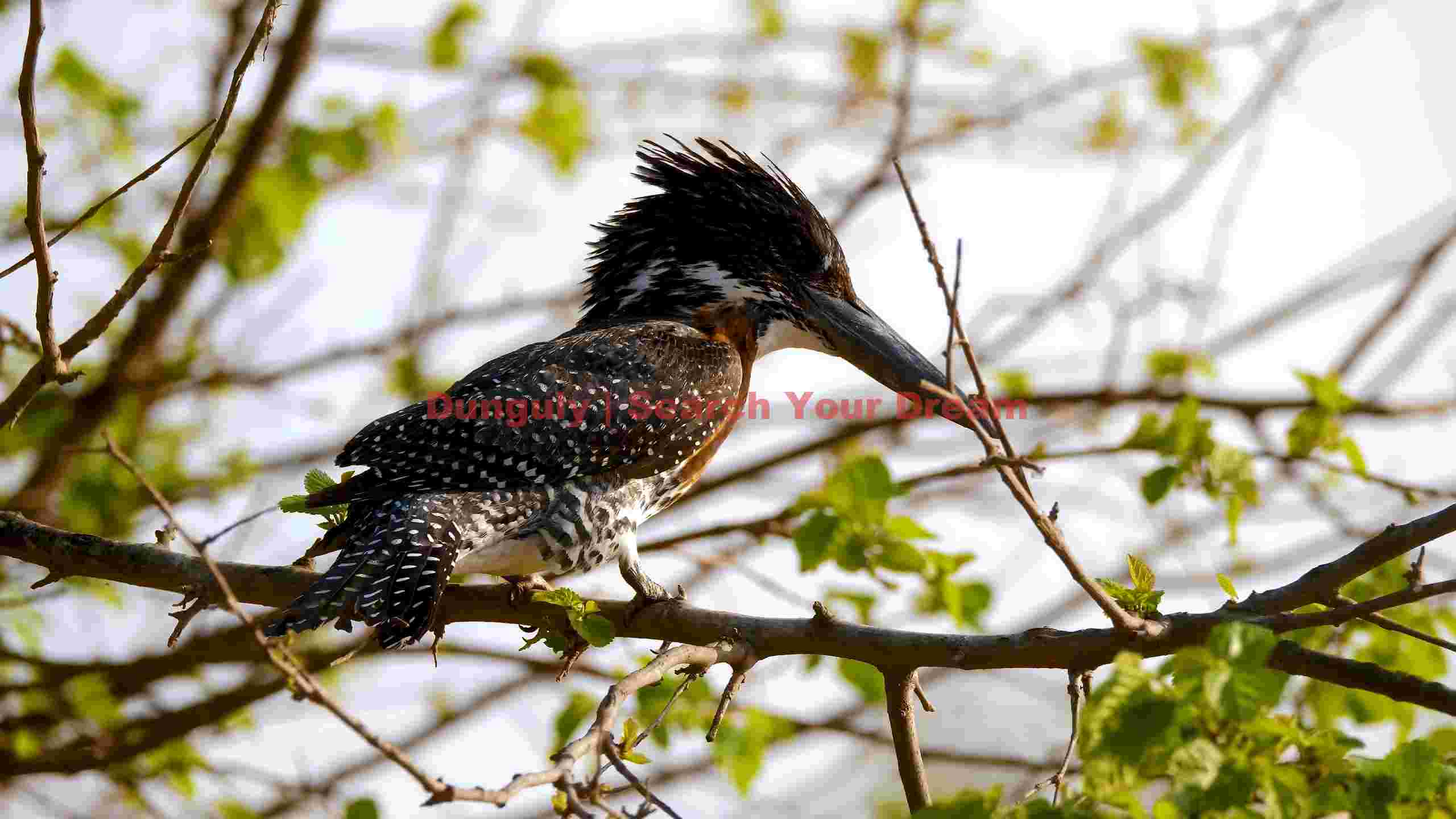 majestic giant kingfisher perched majestic giant kingfisher perched