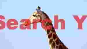 majestic giraffe against clear sky