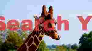 majestic giraffe portrait