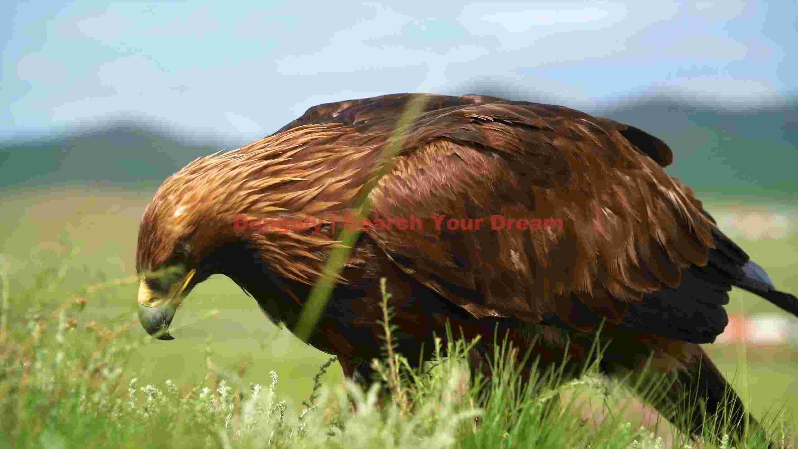 majestic golden eagle foraging in grassy plains 1 majestic golden eagle foraging in grassy plains 1