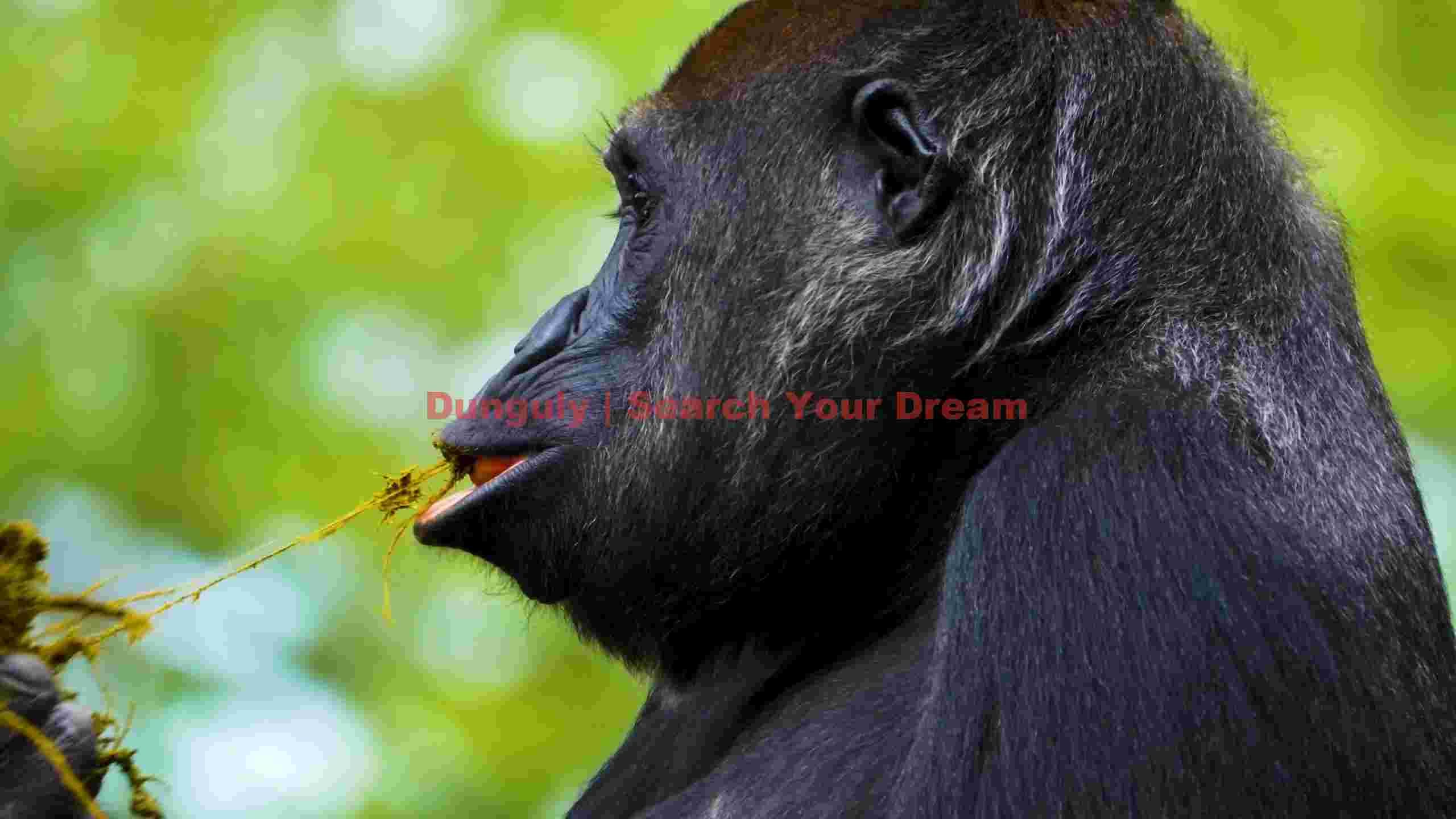majestic gorilla foraging in greenery majestic gorilla foraging in greenery
