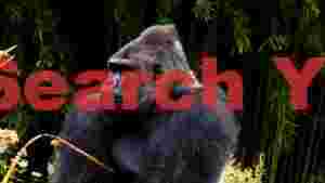 majestic gorilla in lush bamboo forest