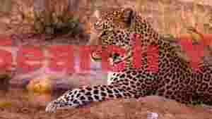 majestic leopard resting in golden light