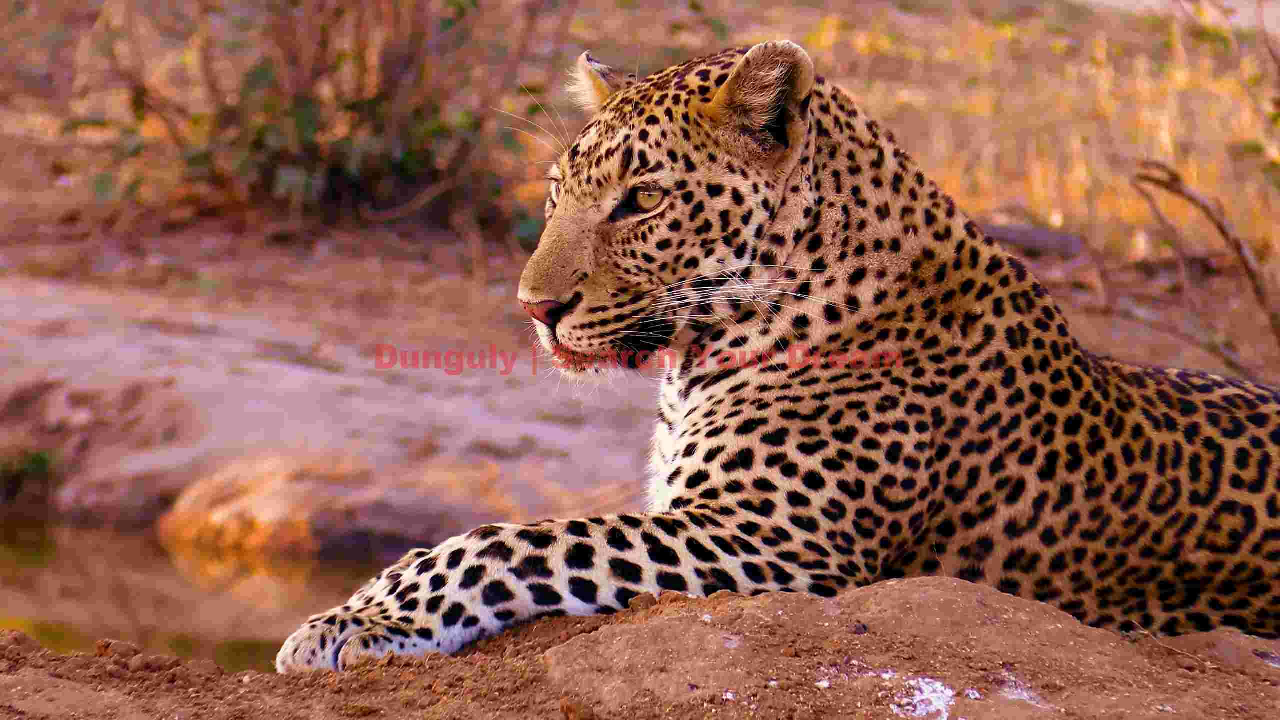 majestic leopard resting in golden light majestic leopard resting in golden light