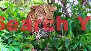 majestic leopard in verdant foliage