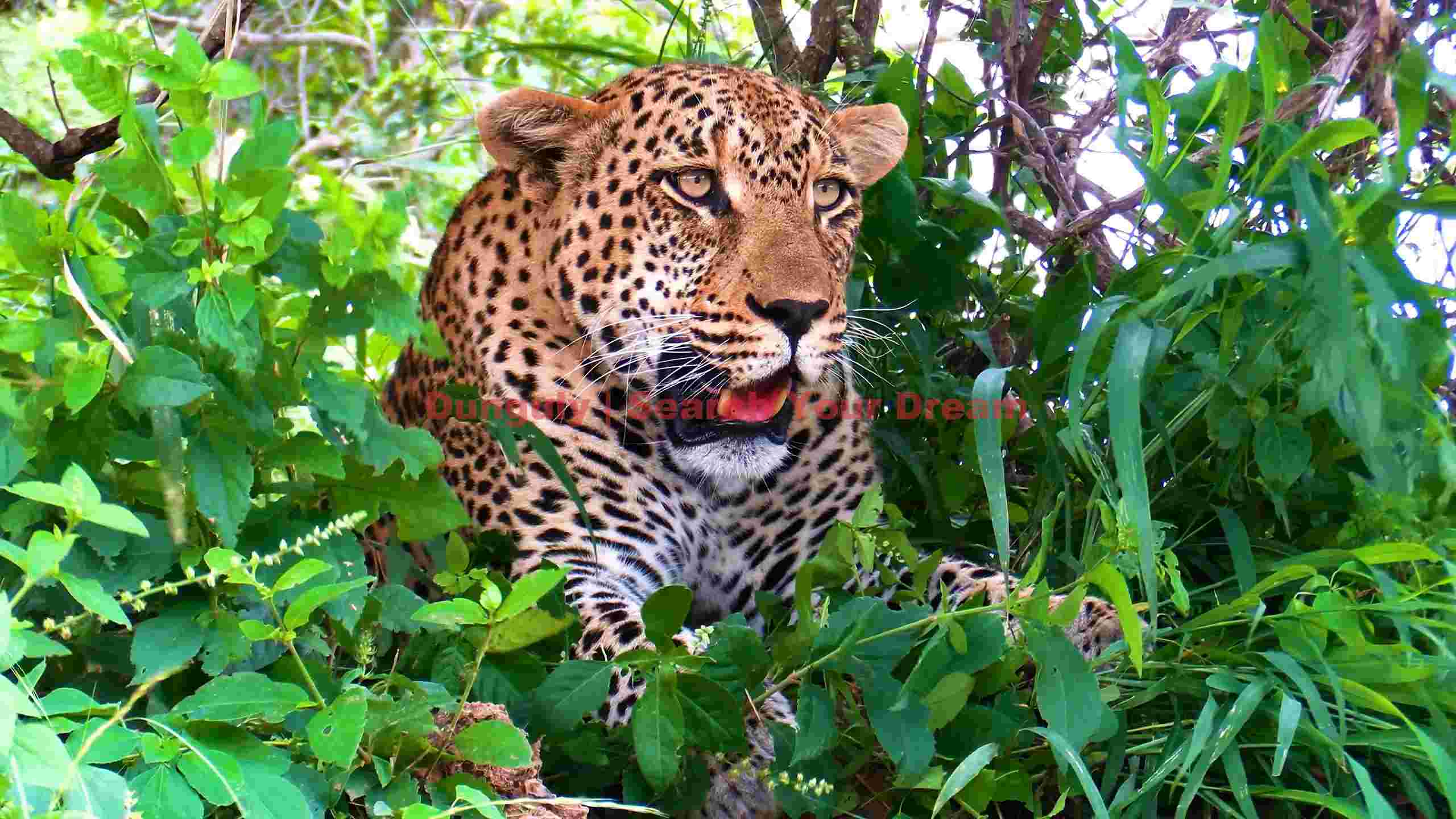 majestic leopard in verdant foliage majestic leopard in verdant foliage