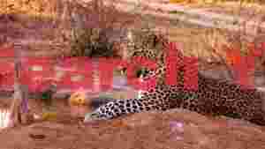 majestic leopard on earthy mound