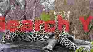majestic leopards gaze on a branch