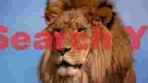 majestic lion portrait against blue sky