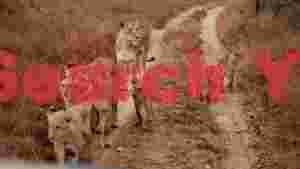 majestic lion pride on safari path