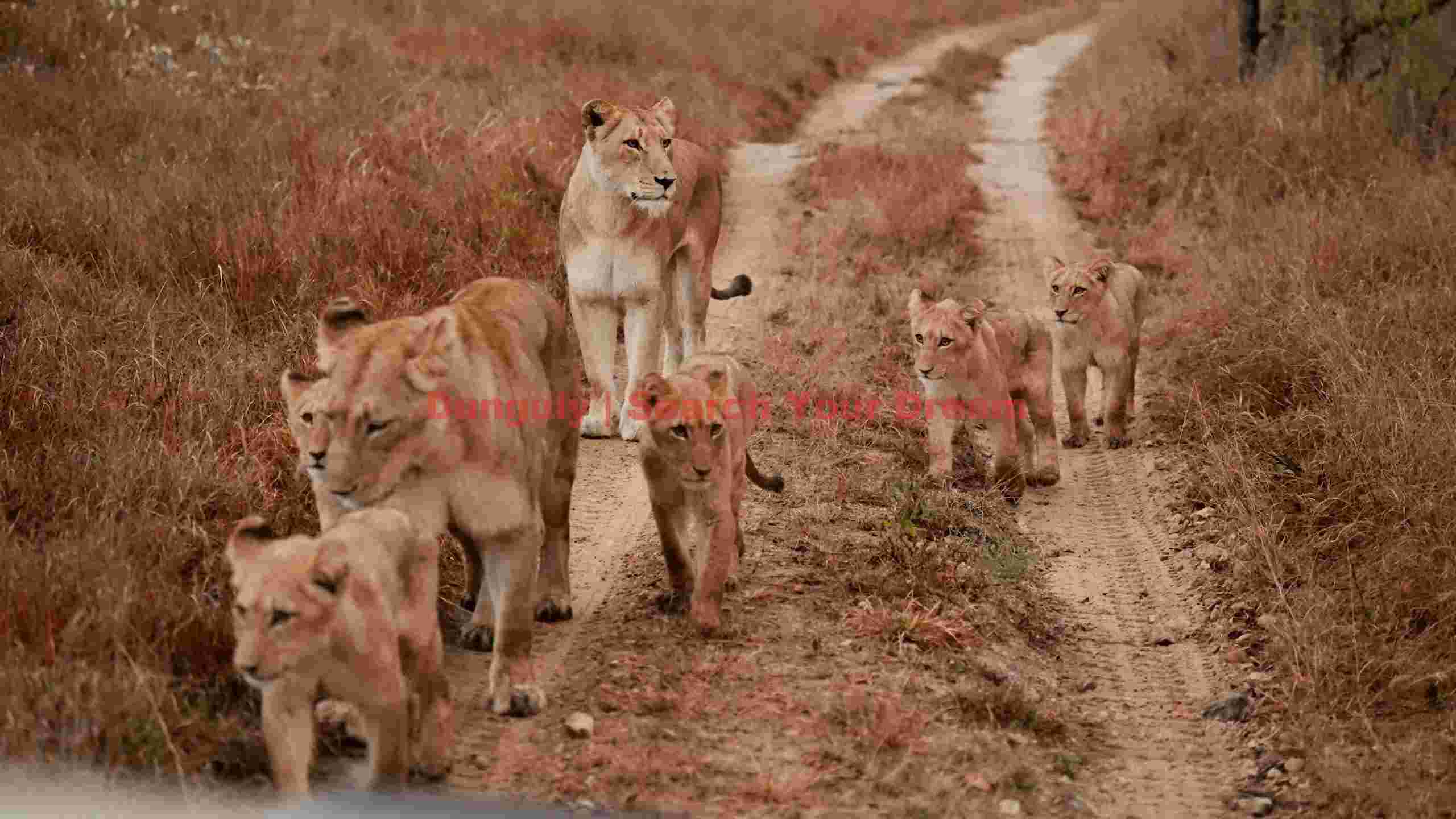 majestic lion pride on safari path majestic lion pride on safari path