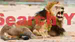 majestic lion roar with tender cub