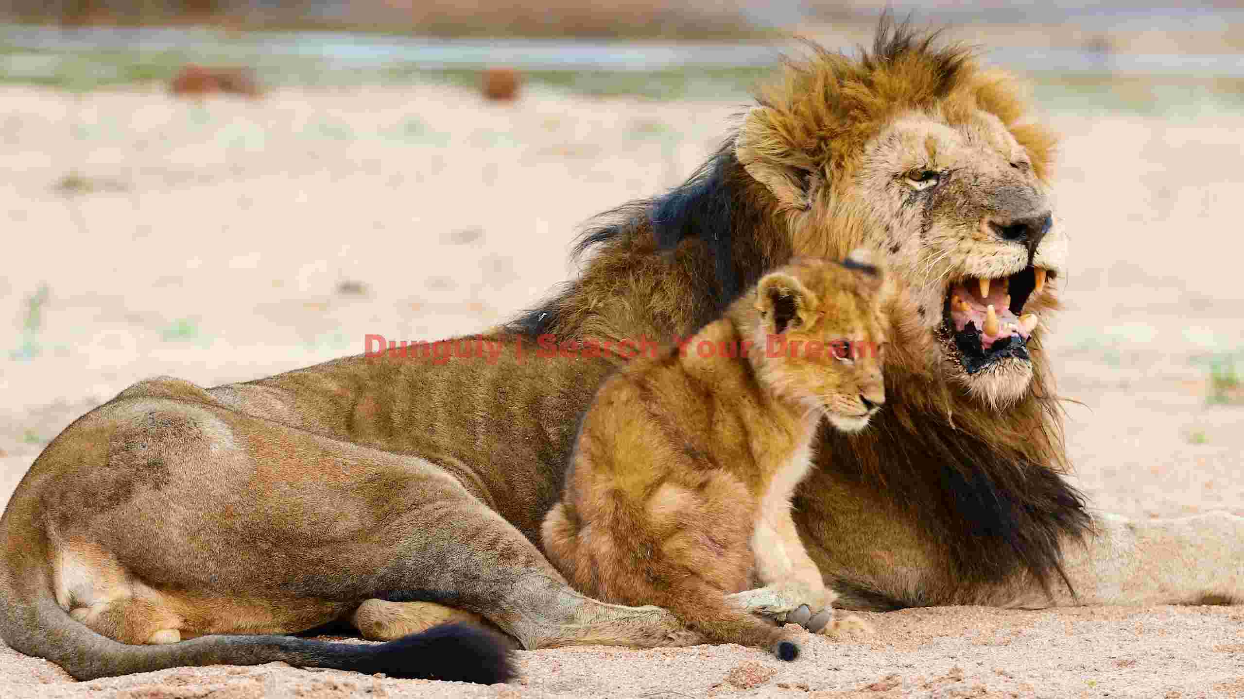 majestic lion and cub in the wild majestic lion and cub in the wild