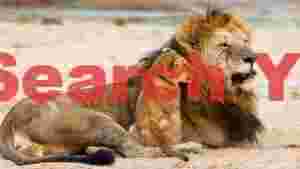 majestic lion and loyal cub