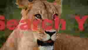 majestic lioness portrait