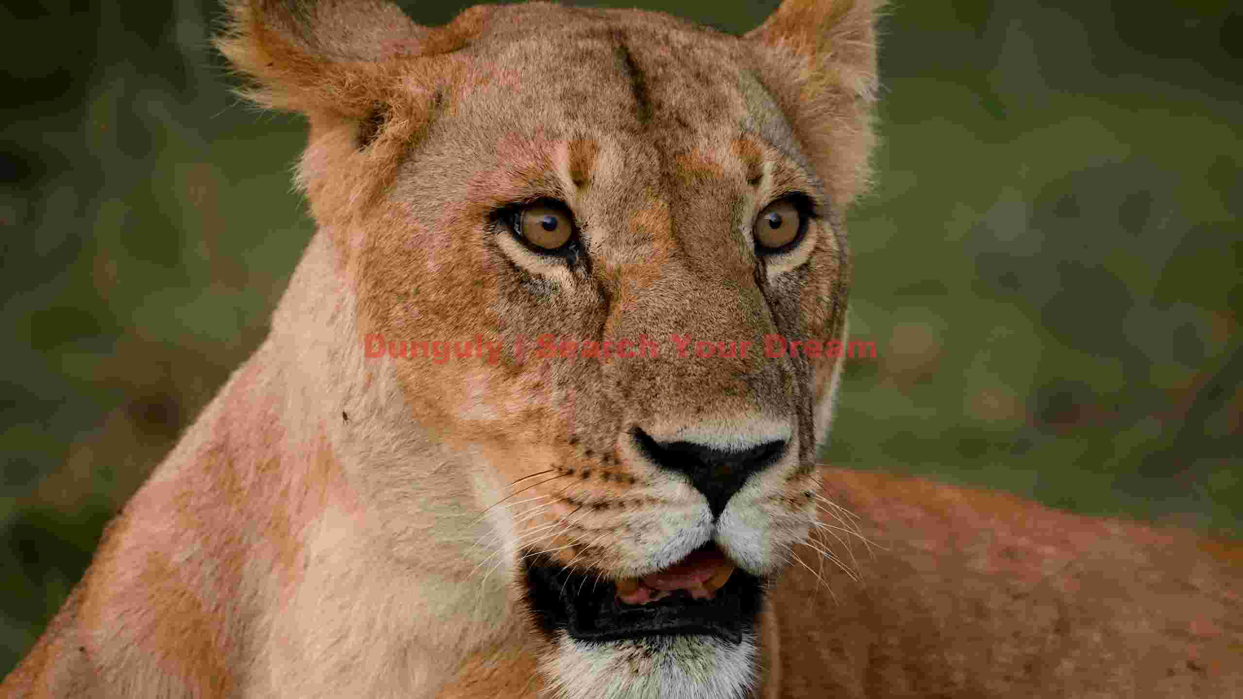 majestic lioness portrait majestic lioness portrait