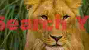majestic lions golden gaze
