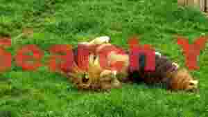 majestic lions peaceful slumber