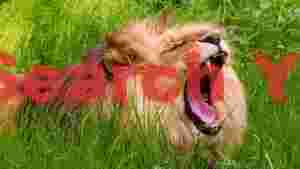 majestic lions powerful yawn in green grass