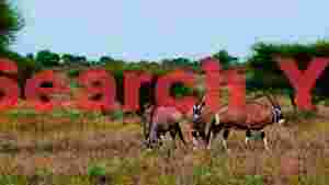 majestic oryx antelopes in african savanna