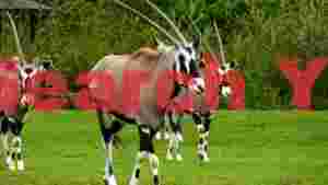 majestic oryx grazing in green meadow