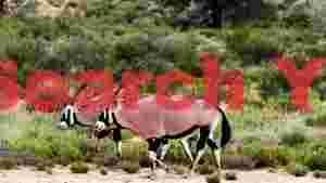 majestic oryx pair in the wild bushveld