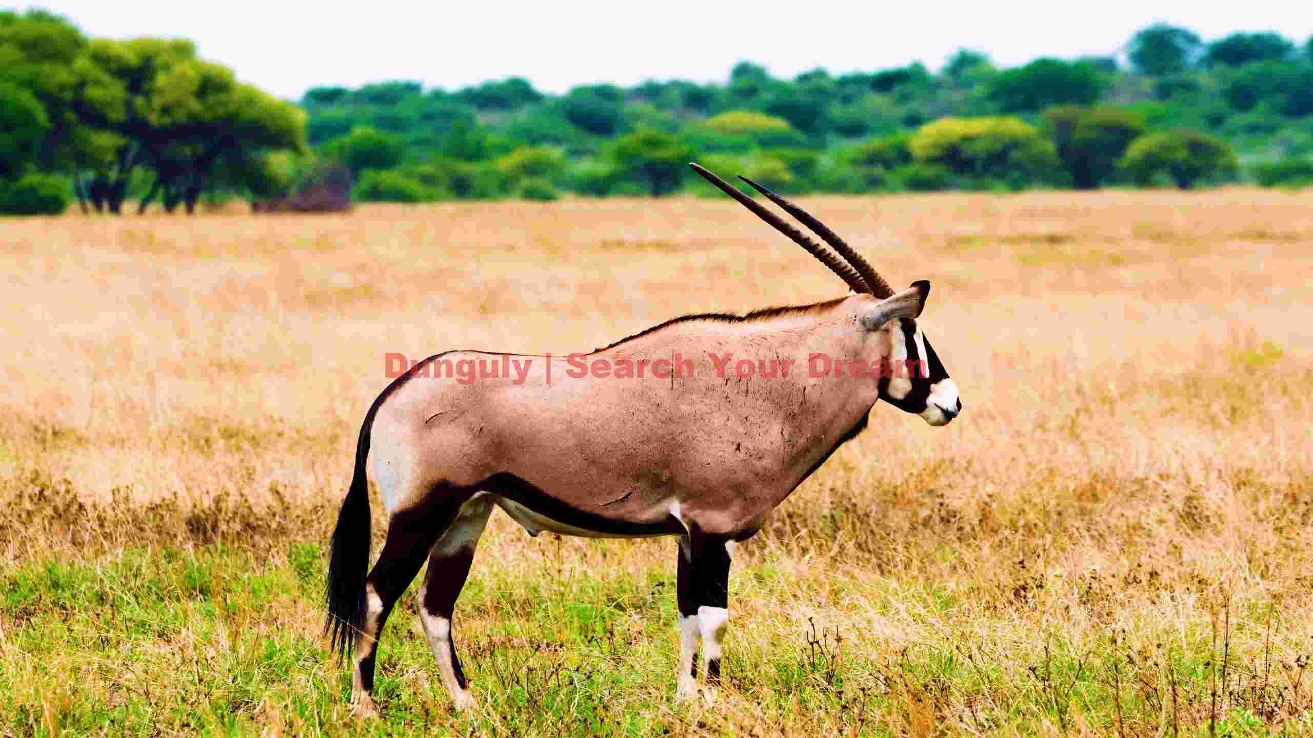 majestic oryx in african savanna majestic oryx in african savanna