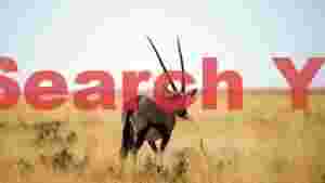 majestic oryx in golden savanna 1