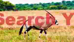 majestic oryx in golden savanna