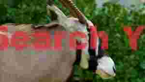 majestic oryx with spiraled horns