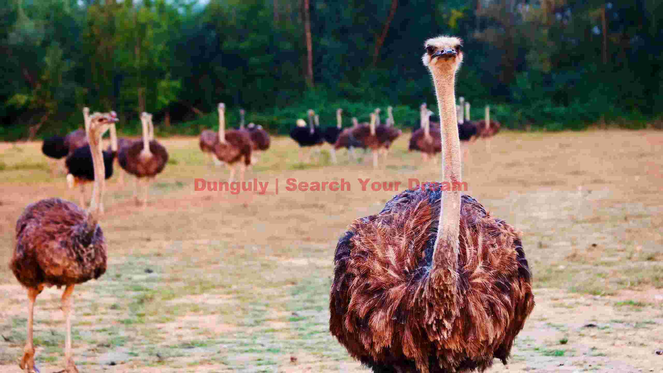 majestic ostrich gaze in golden field majestic ostrich gaze in golden field