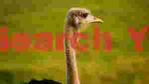majestic ostrich portrait