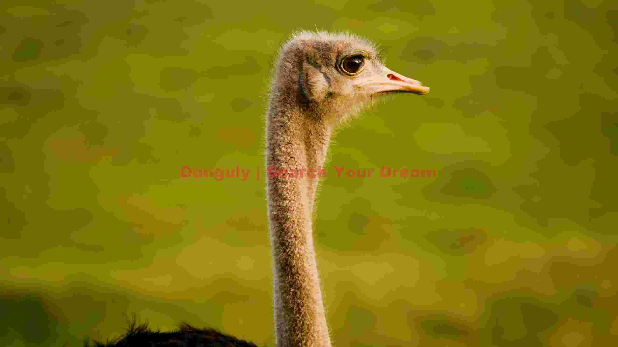 majestic ostrich portrait majestic ostrich portrait