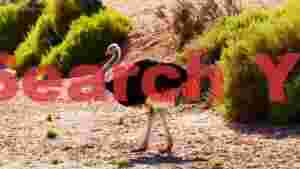 majestic ostrich in arid landscape 1