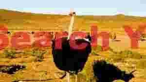 majestic ostrich in arid landscape
