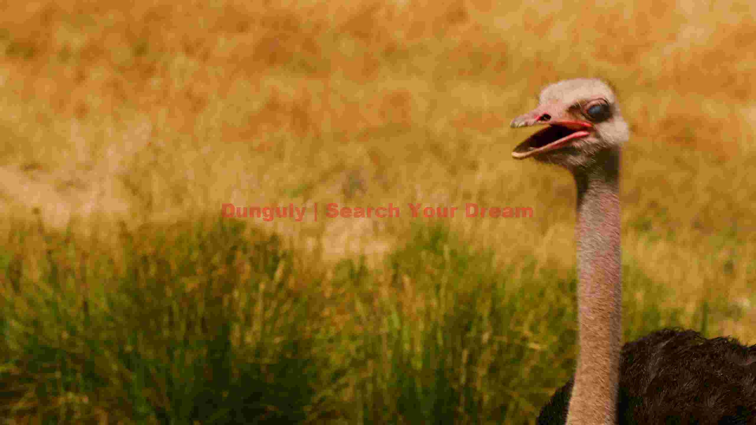 majestic ostrich in golden field majestic ostrich in golden field
