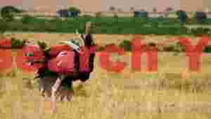 majestic ostrich in golden savanna 1