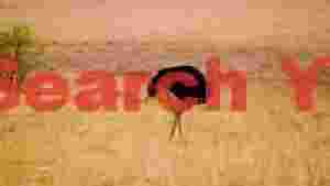 majestic ostrich in golden savanna