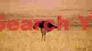 majestic ostrich in golden savannah