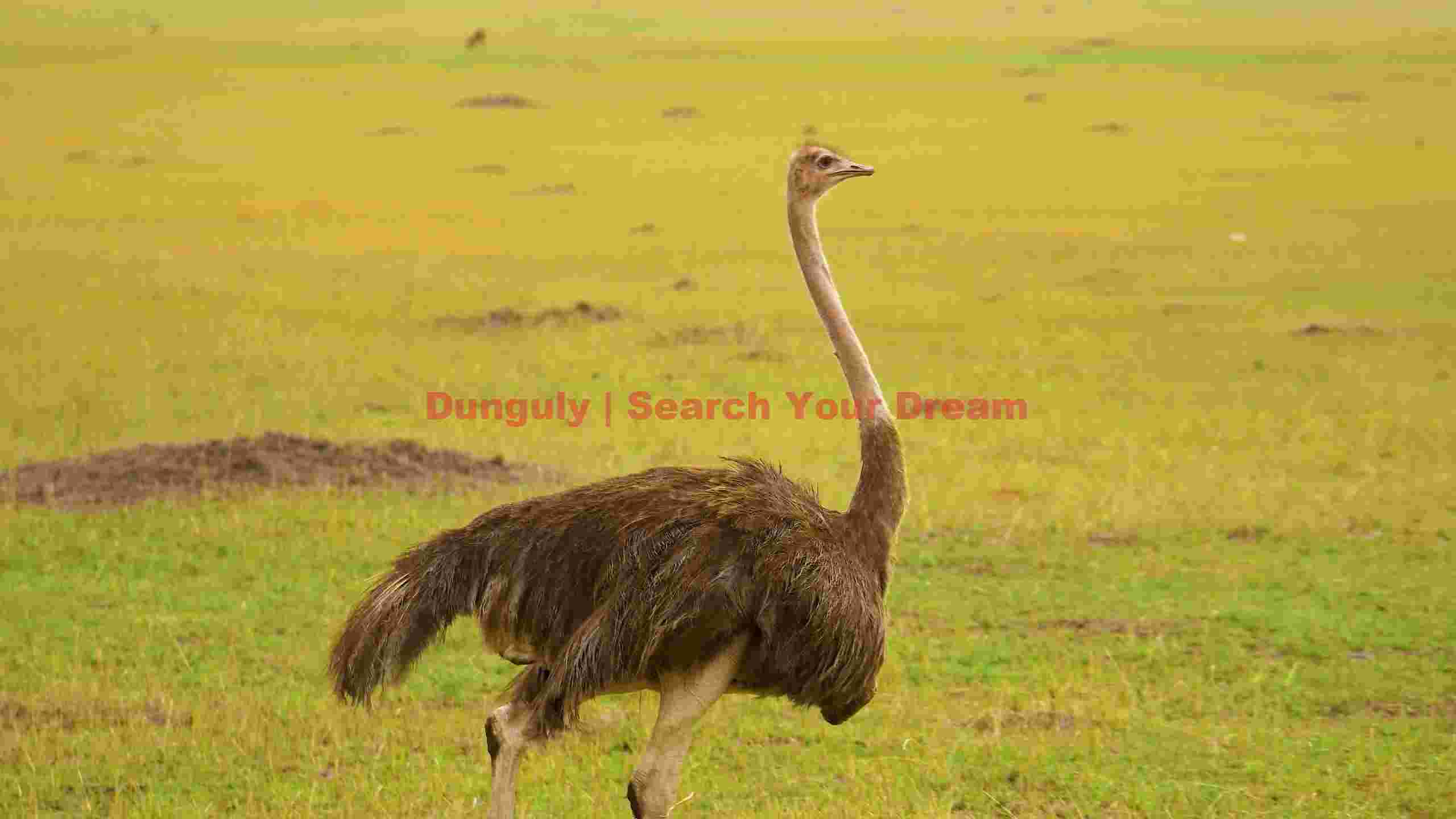 majestic ostrich on golden plains majestic ostrich on golden plains